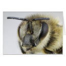 Suche nach wirbellos postkarten Biene