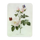 Recherche de rosa magnete Fleurs