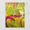 Suche nach obst und gemüse postkarten Stall