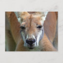 Recherche de kangourou rouge cartes postales Faune
