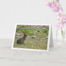 Suche nach wildes kaninchen karten Hasen