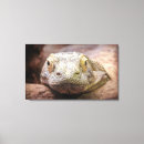 Suche nach komodo drache Reptil