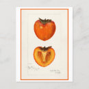 Suche nach botanische illustration postkarten Darstellung