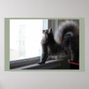 Suche nach fenster poster Katzen
