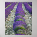 Suche nach lavender fields poster France