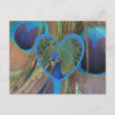 Recherche de paons cartes postales Motif