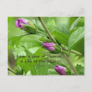 Recherche de solomon cartes postales Verset biblique