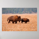 Suche nach bison poster Kalb