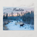 Recherche de manitoba cartes postales Sauvage