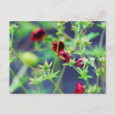Suche nach rote blumen postkarten Fotografie