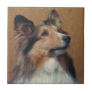 Recherche de shetland carreaux Sheltie