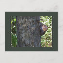 Suche nach eichhörnchen foto postkarten Baum