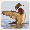 Recherche de griffe dessous de verres Canard barboteur