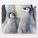 Recherche de oiseau mignon tapis souris Humour