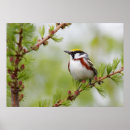 Recherche de poussée posters Oiseau