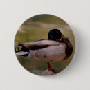 Recherche de volaille badges Animal