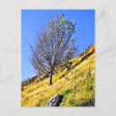 Recherche de solitaire cartes postales Photographe