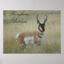 Recherche de antilopes posters Antilocapra americana