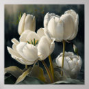 Recherche de tulipe blanche posters Pour tous