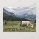 Recherche de vache heureuse cartes postales Montagne