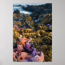 Suche nach seesterne poster Küste