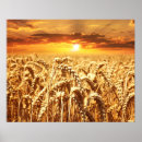 Suche nach getreide poster Sonnenuntergang