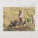 Recherche de savane cartes postales Safari