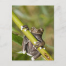 Recherche de zoologique cartes postales Nature