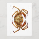 Suche nach crab poster Meere