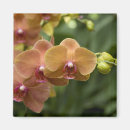 Recherche de fleur de vie magnets Nature