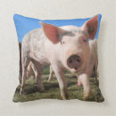Recherche de cochons coussins Mignon
