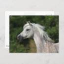 Suche nach arabische sprache postkarten Kopfschuss