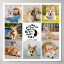 Recherche de compassion animale posters Perte de l'animal