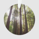 Recherche de séquoia Nature