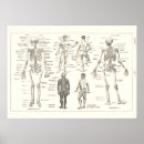 Suche nach vintage skeleton poster Knochen