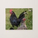 Recherche de rooster puzzles Poule