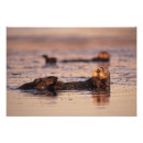 Recherche de loutre posters Océan pacifique