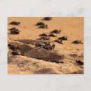 Recherche de jalisco cartes postales Sable