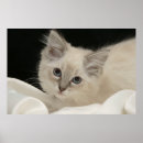 Suche nach lappen poster Puppe
