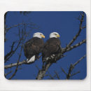 Suche nach geier Adler