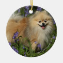 Recherche de jacinthe ornements Chien