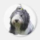 Recherche de colley barbu Animaux