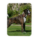 Recherche de canin magnets Boxeur