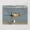 Suche nach la jolla california postkarten Natur