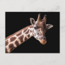 Recherche de africa cartes postales Giraffe
