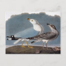 Recherche de gode cartes postales Oiseau
