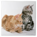 Suche nach pelz fliesen Niedlich