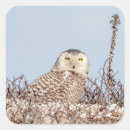 Suche nach schneeeule aufkleber Vogelvogel