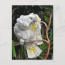 Suche nach cockatiel poster Federn