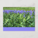 Suche nach bluebells postkarten Lila